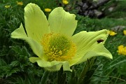 82 Pulsatilla alpina sulfurea